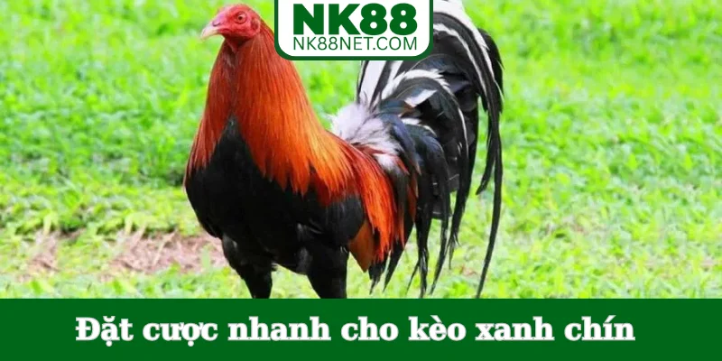 dat-cuoc-nhanh-cho-keo-xanh-chin